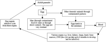 hydatidosis.png