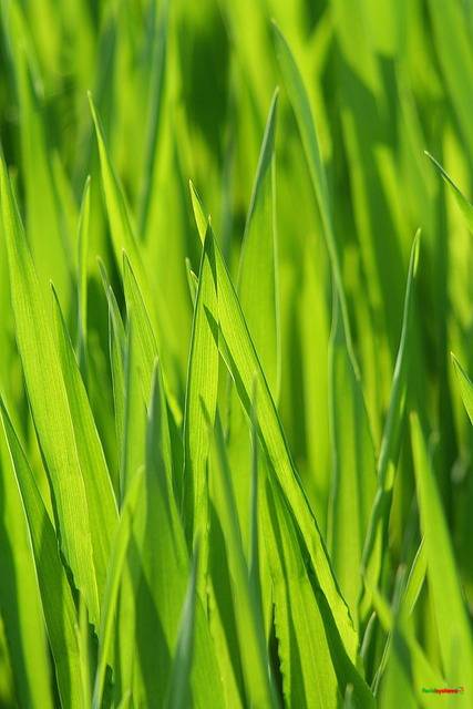 grass, meadow, green, grasses, blade of grass, grassy, green grass, grass blades, pasture, nature, close up, plant, scenic, agricultural, grass, grass, grass, grass, grass, green, green, pasture