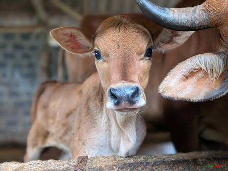 Charming close-up of a young calf with detailed features, captured indoors in a rustic barn environment.