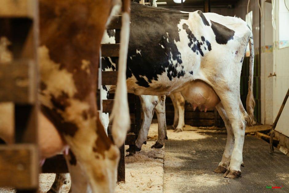 Holstein dairy cows standing indoors in a barn, ready for milking. Captures rural farming life.