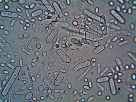Close-up image of rod-shaped bacteria under a microscope, showcasing microscopic detail.